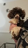 AKC Baby Ruth 3.4lbs, a female Poodle - Toy  for sale in Habersham, GA – 1 of 9