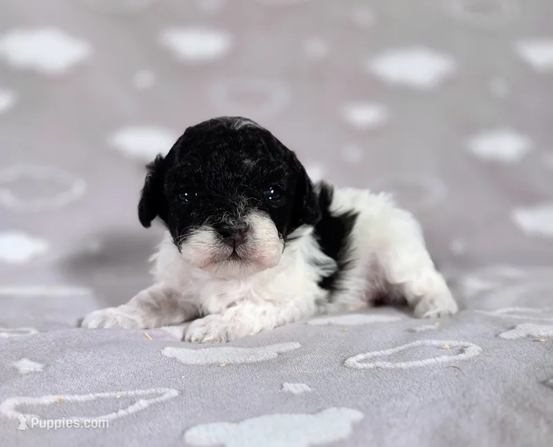 Lulu – Poodle - Toy  puppy for sale in Habersham, GA