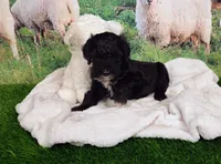 Reggie, a male Sheepadoodle for sale in Cornelia, GA – 4 of 10