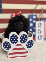AKC Mercy, a female Poodle - Toy  for sale in Habersham, GA – 8 of 10