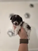 Ollie, a male Poodle - Toy  for sale in Habersham, GA – 5 of 10
