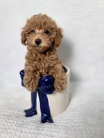AKC Asher, a male Poodle - Toy  for sale in Cornelia, GA – 10 of 10