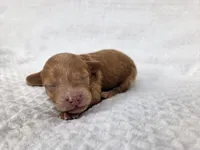 AKC Asher, a male Poodle - Toy  for sale in Habersham, GA – 3 of 3
