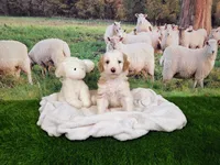 Wool-Eyes, a male Sheepadoodle for sale in Cornelia, GA – 5 of 8