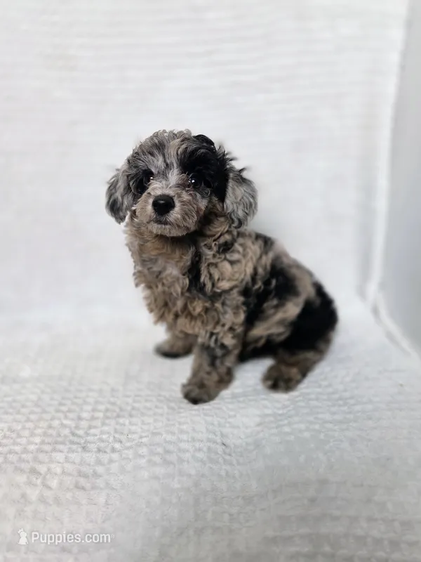 AKC Boaz – Poodle - Toy  puppy for sale in Habersham, GA