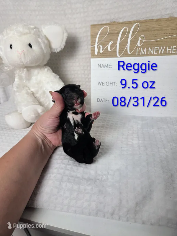 Reggie – Sheepadoodle puppy for sale in Cornelia, GA