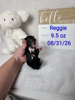 Reggie, a male Sheepadoodle for sale in Cornelia, GA – 1 of 3