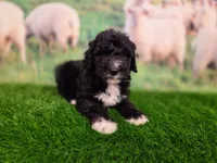 Ronnie, a male Sheepadoodle for sale in Cornelia, GA – 7 of 8