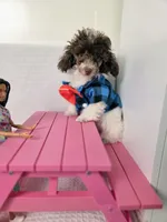 Ollie, a male Poodle - Toy  for sale in Cornelia, GA – 5 of 10