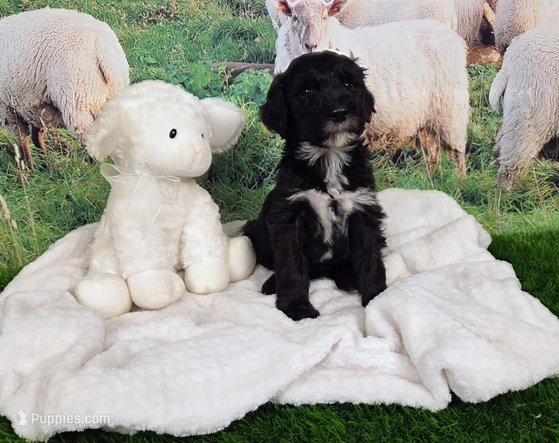 Reggie – Sheepadoodle puppy for sale in Cornelia, GA
