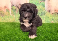 Ronnie, a male Sheepadoodle for sale in Cornelia, GA – 2 of 8