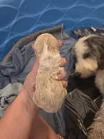 Cloud, a female Sheepadoodle for sale in Cornelia, GA – 3 of 4