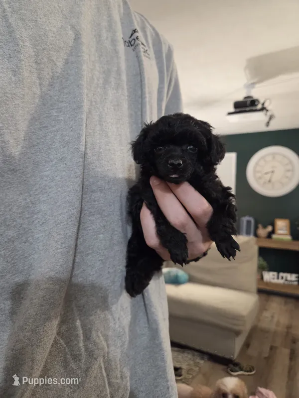 AKC Mercy – Poodle - Toy  puppy for sale in Habersham, GA