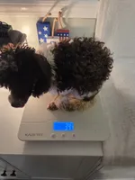 AKC Baby Ruth 3.4lbs, a female Poodle - Toy  for sale in Habersham, GA – 5 of 9