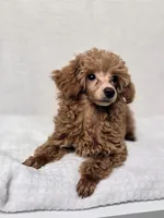 AKC Asher Health Tested, a male Poodle - Toy  for sale in Cornelia, GA – 3 of 10