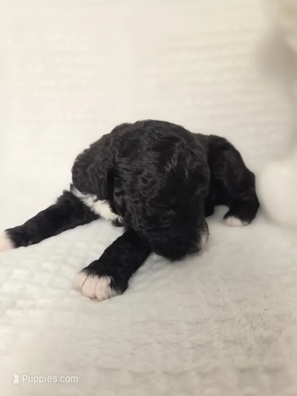 Ronnie – Sheepadoodle puppy for sale in Cornelia, GA