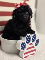 AKC Mercy, a female Poodle - Toy  for sale in Habersham, GA – 9 of 10