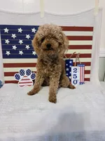 Ava, a female Poodle - Toy  for sale in Habersham, GA – 4 of 7