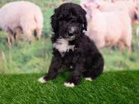 Ronnie, a male Sheepadoodle for sale in Cornelia, GA – 5 of 8
