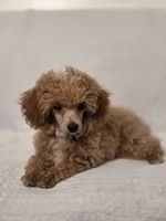 Sophie , a female Poodle - Toy  for sale in Habersham, GA – 2 of 8