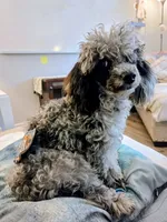 Zeke, a male Poodle - Toy  for sale in Habersham, GA – 5 of 8