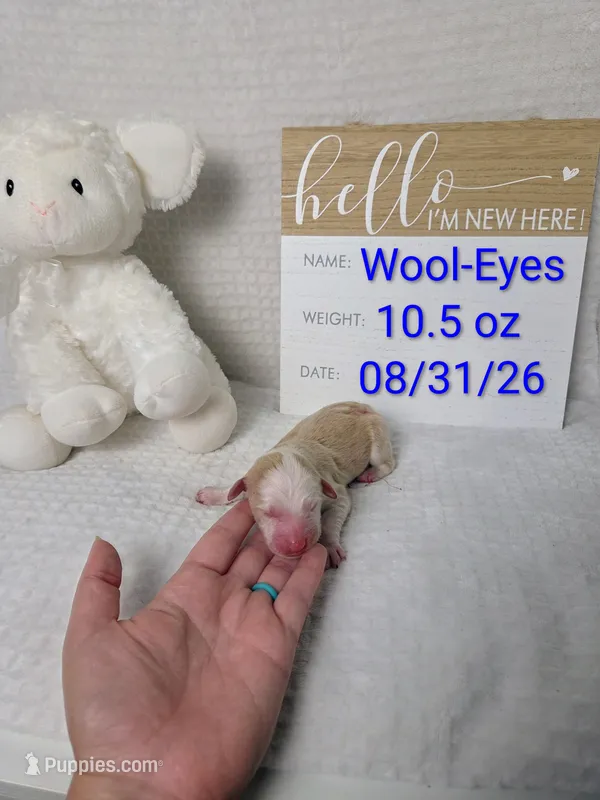 Wool-Eyes – Sheepadoodle puppy for sale in Cornelia, GA