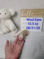 Wool-Eyes, a male Sheepadoodle for sale in Cornelia, GA – 1 of 3