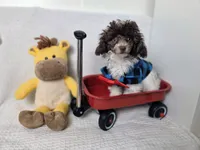 Ollie, a male Poodle - Toy  for sale in Cornelia, GA – 4 of 10