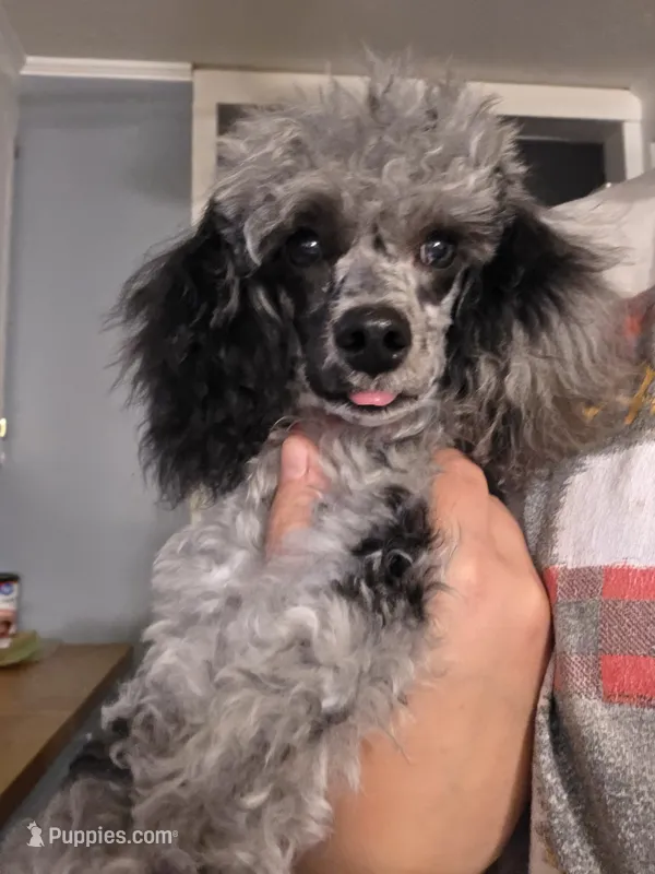 AKC Zeke 5lbs – Poodle - Toy  puppy for sale in Habersham, GA