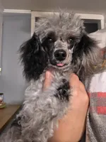 AKC Zeke 5lbs, a male Poodle - Toy  for sale in Habersham, GA – 1 of 9