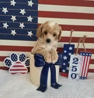 AKC Sage, a male Poodle - Toy  for sale in Habersham, GA – 7 of 9