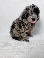 AKC Boaz, a male Poodle - Toy  for sale in Habersham, GA – 3 of 6