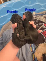 Reggie, a male Sheepadoodle for sale in Cornelia, GA – 2 of 3