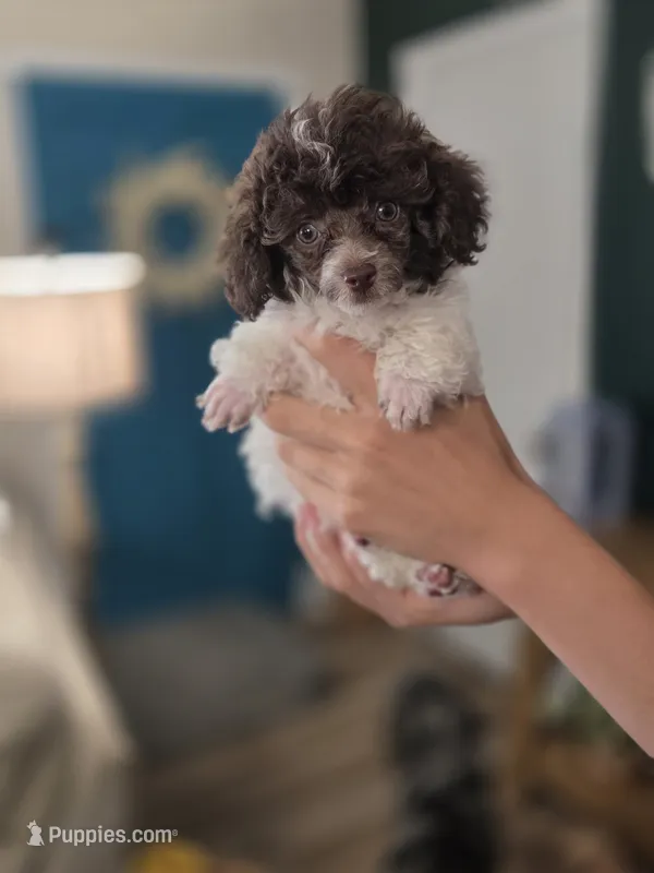 Ollie – Poodle - Toy  puppy for sale in Habersham, GA