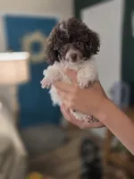 Ollie, a male Poodle - Toy  for sale in Cornelia, GA – 9 of 10