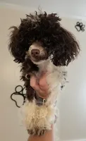 AKC Baby Ruth 3.4lbs, a female Poodle - Toy  for sale in Habersham, GA – 6 of 9