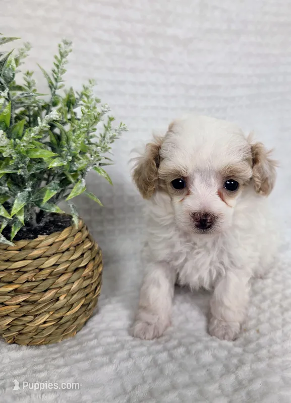 AKC Tinkerbell – Poodle - Toy  puppy for sale in Habersham, GA