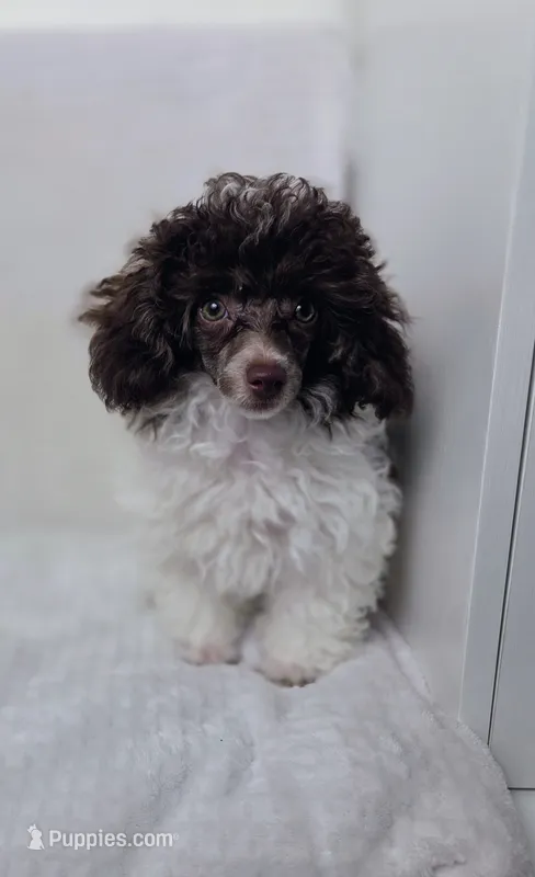 Ollie – Poodle - Toy  puppy for sale in Cornelia, GA