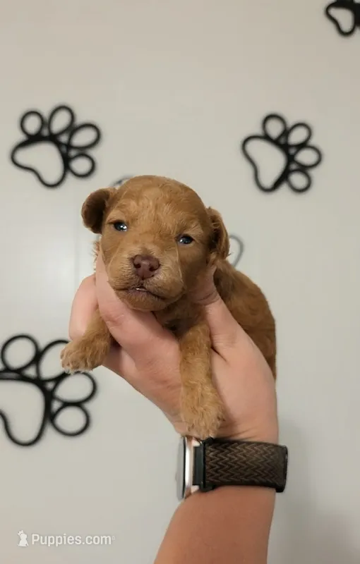 AKC Asher – Poodle - Toy  puppy for sale in Habersham, GA