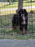 Gideon, a male Poodle - Miniature  for sale in Habersham, GA – 7 of 7