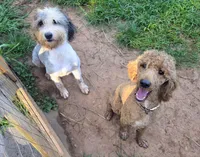 Mae&Ronan, a  Old English Sheepdog and Sheepadoodle for sale in Habersham, GA – 4 of 10
