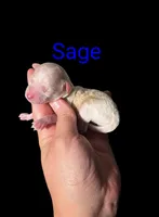 AKC Sage, a male Poodle - Toy  for sale in Habersham, GA – Photo 2 of 4