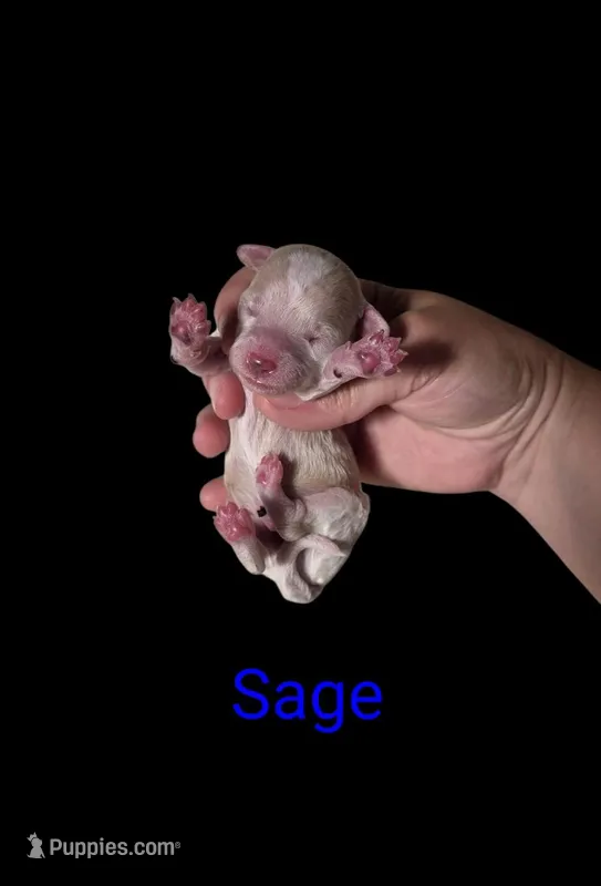 AKC Sage – Poodle - Toy  puppy for sale in Habersham, GA