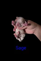 AKC Sage, a male Poodle - Toy  for sale in Habersham, GA – 6 of 9