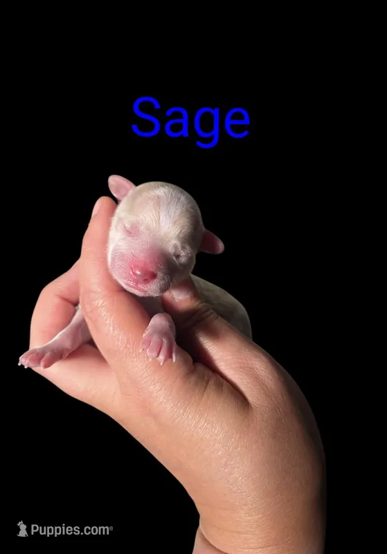 AKC Sage – Poodle - Toy  puppy for sale in Habersham, GA