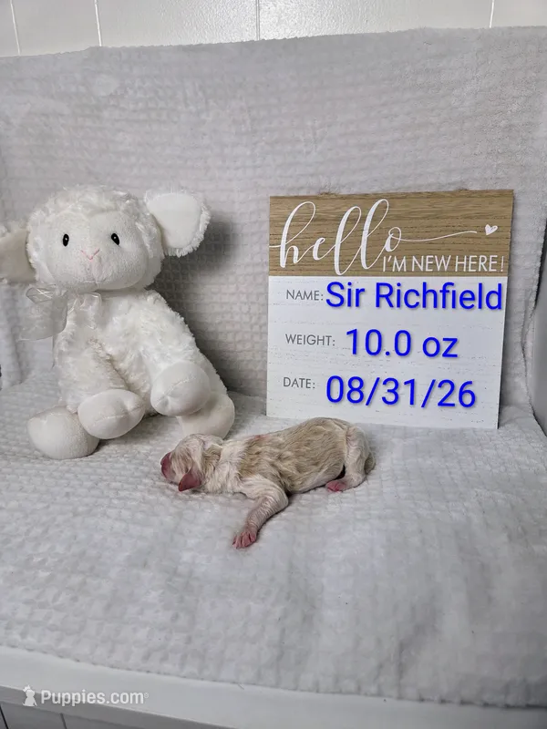 Sir Richfield  – Sheepadoodle puppy for sale in Cornelia, GA