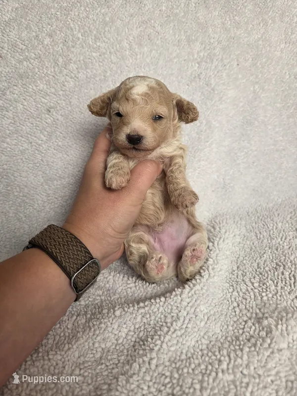 AKC Sage – Poodle - Toy  puppy for sale in Habersham, GA