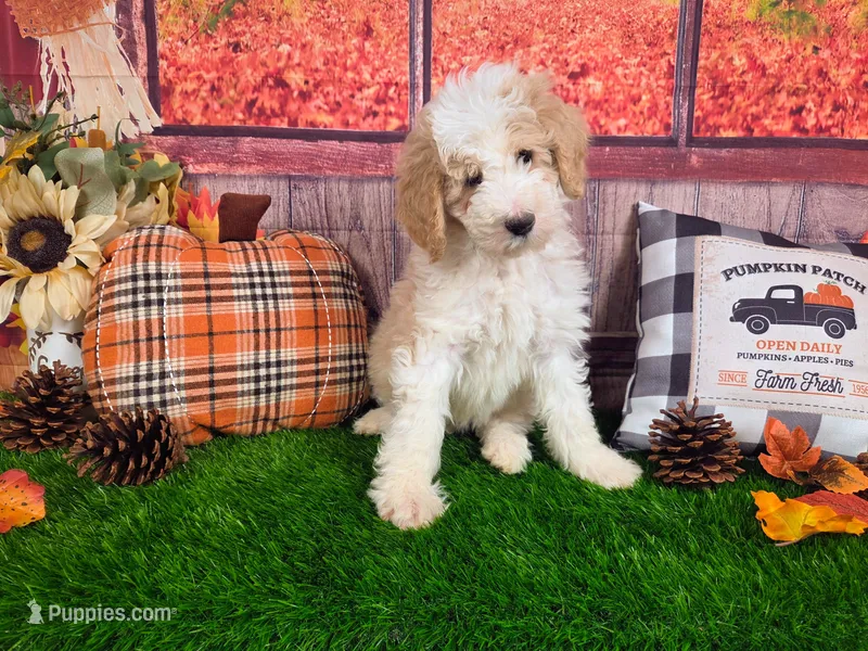 Sir Richfield  – Sheepadoodle puppy for sale in Cornelia, GA