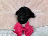 AKC Mercy, a female Poodle - Toy  for sale in Habersham, GA – 4 of 5