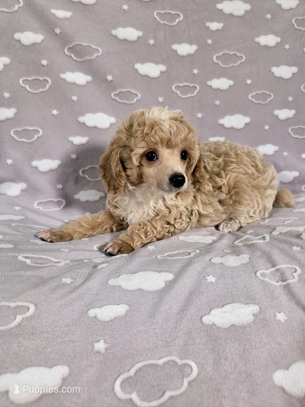 AKC Sage – Poodle - Toy  puppy for sale in Habersham, GA
